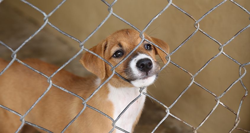 mai mult decât niște jucării. Sfaturile unei asociații de protecție a animalelor