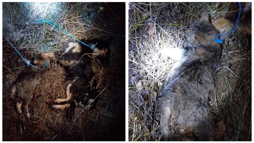 REVOLTĂTOR Imagini ȘOCANTE la Feleacu! Animale brutalizate cu lațul