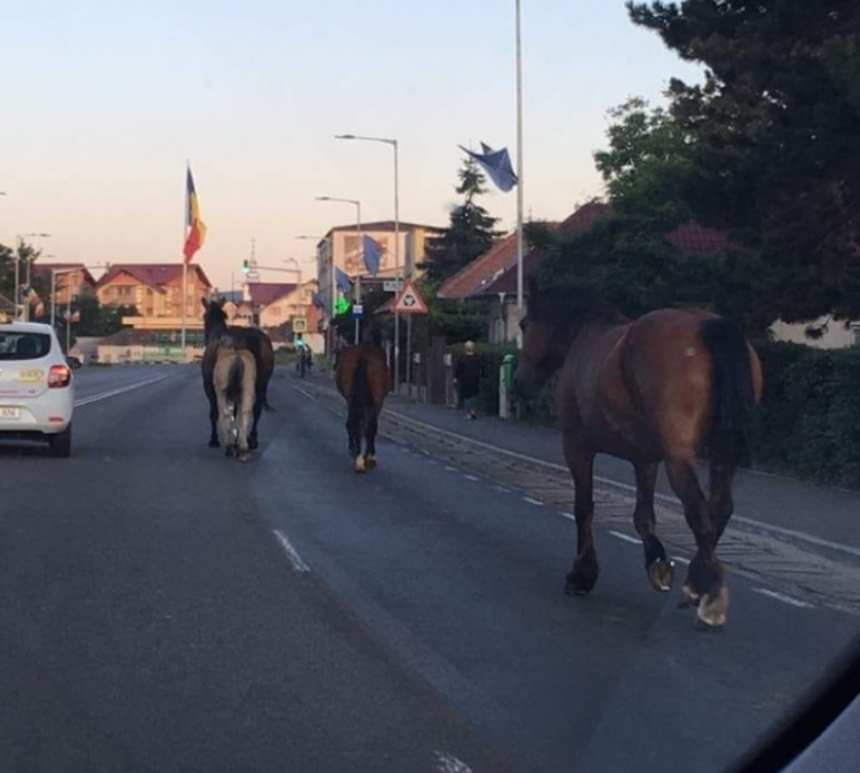 lăsați nesupravegheați pe drumuri. Pivariu: „Se plimbă nestingheriți”