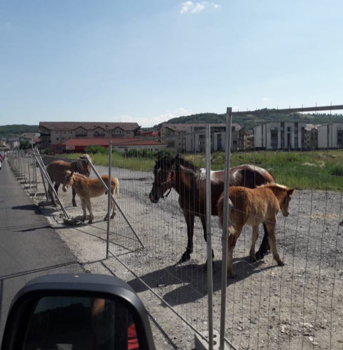 caii dărâmă gardul peste mașini