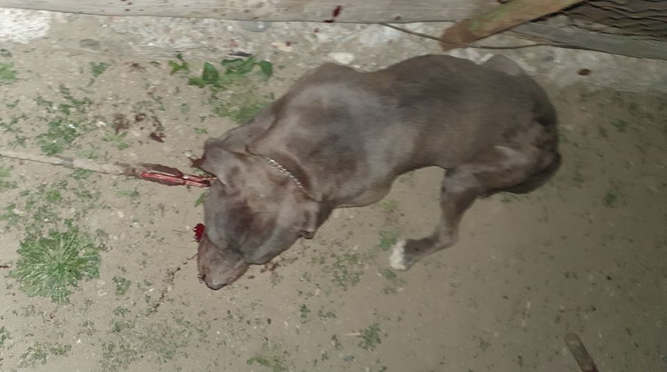 ORIBIL! Câine bătut cu bestialitate cu o SAPĂ în apropiere de Cluj. ATENȚIE! Imagini care vă pot afecta emoțional!