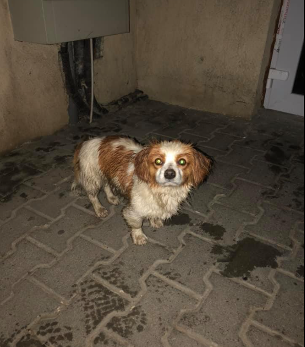 speriat și lăsat cu săptămânile pe drumuri în Cluj: „Stătea în ploaie și plângea” FOTO