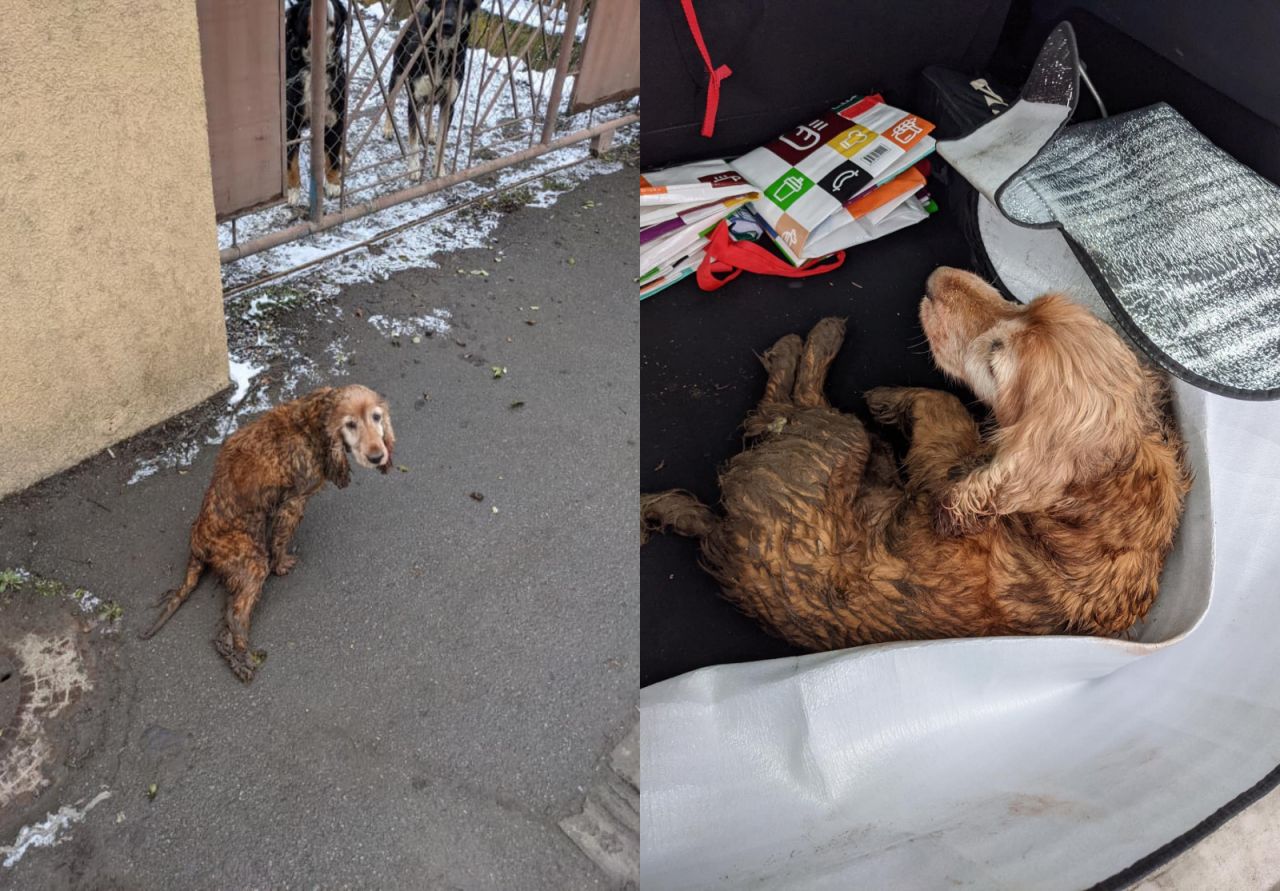 salvat de un clujean cu inimă mare