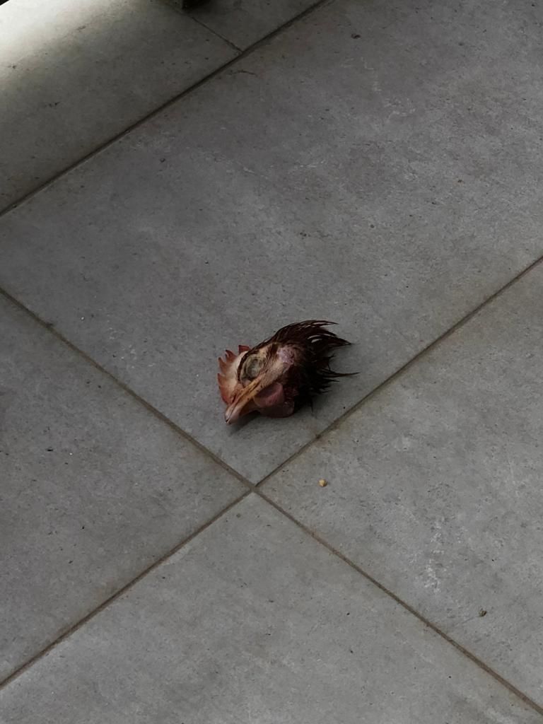 aruncat pe terasele unor clujeni. Locuitorii