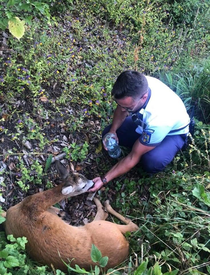 O căprioară lovită de o mașină în Făget