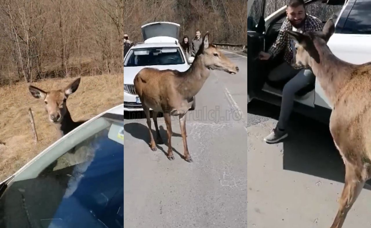 surprinsă pe Valea Arieșului