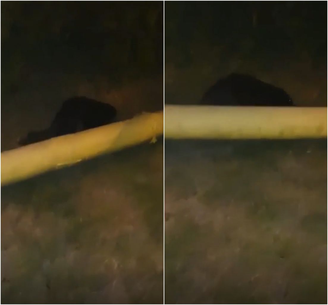 filmat când se plimba nestingherit prin Cluj-Napoca. Imagini extrem de rare