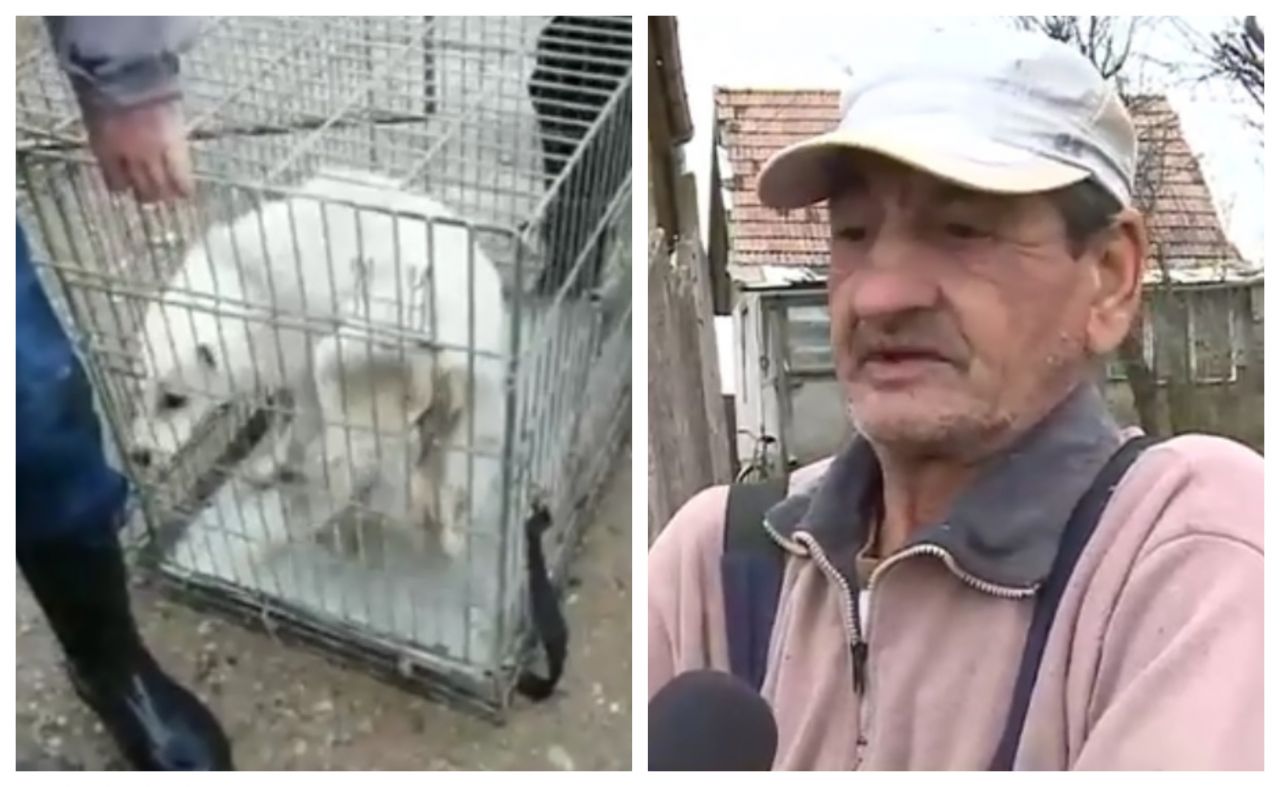 Cazul cățelușei violate deschide Cutia Pandorei. Afacere cu maidanezi pe bani publici la Turda?