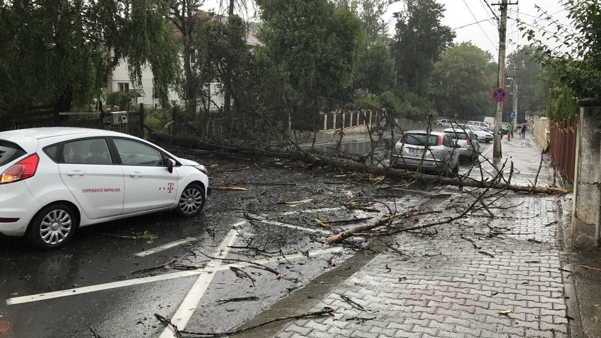 Un copac s-a prăbușit pe o stradă intens circulată din Cluj