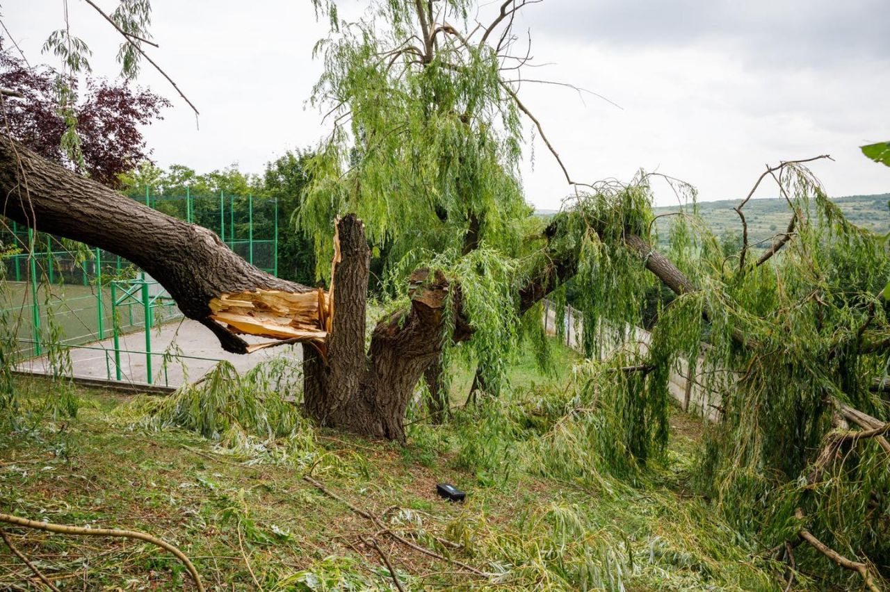 vinovate de „masacrul” de duminică. Biolog: „Este nevoie de arborist la Primărie