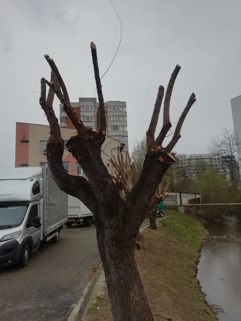 Pomi „mutilați” în Parcul Babeș.