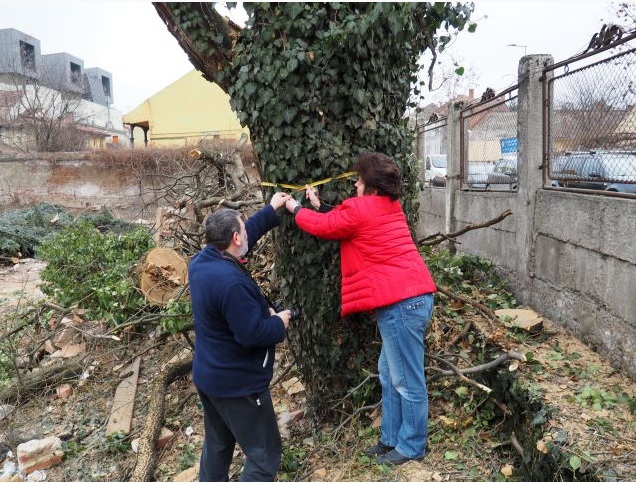 Primăria aruncă „pisica” la Agenţia de Mediu în cazul arborilor tăiaţi de pe strada Avram Iancu