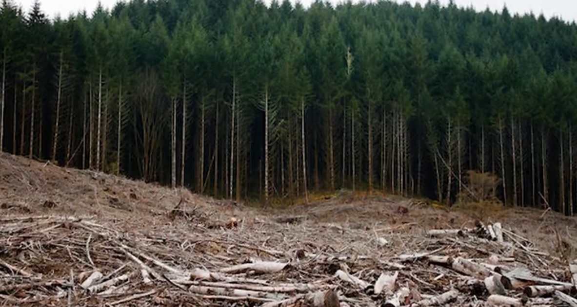 Clujenii se alătură mișcării mondiale pentru mediu: „Criza climatică