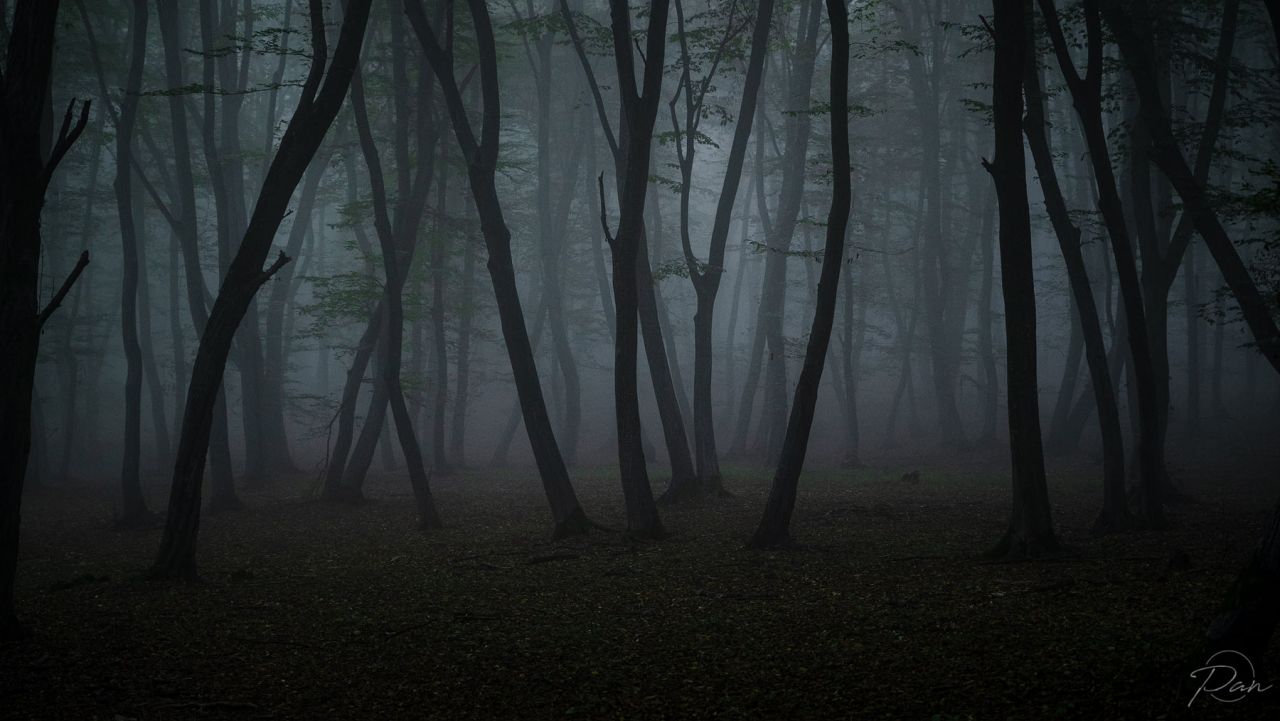 Fotografii înfricoșătoare cu Pădurea Hoia-Baciu! Toamna îi aduce o imagine mai întunecată