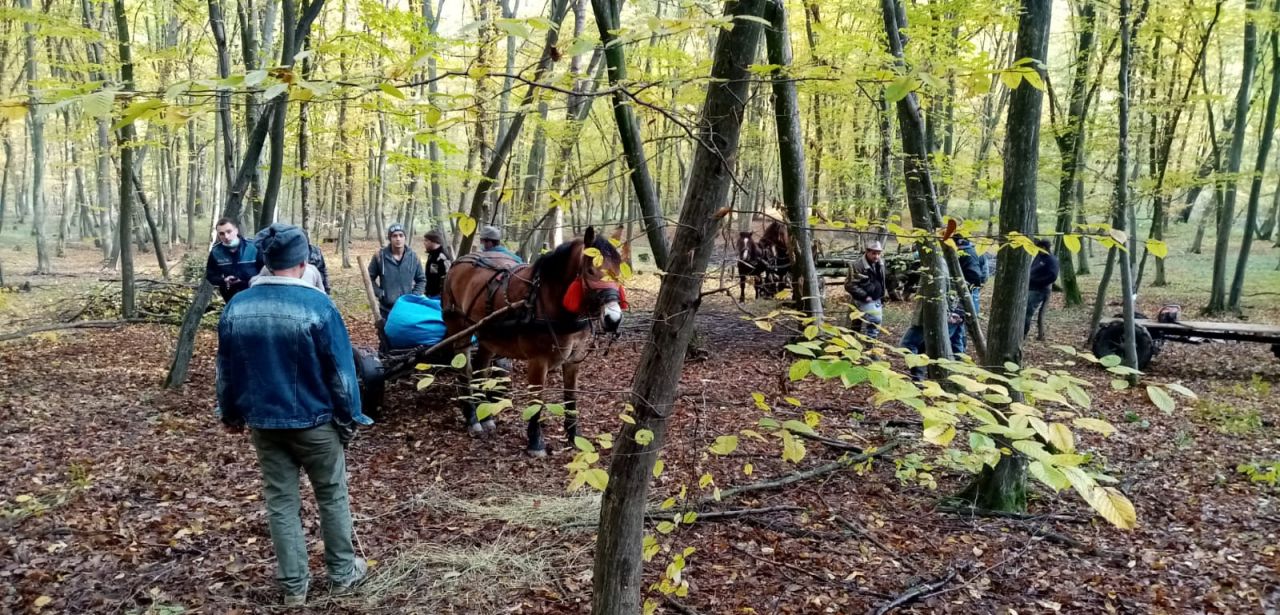 Pădurea Hoia-Baciu