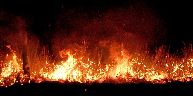 Studiu realizat de cercetători români şi germani despre efectele incendiilor de vegetație