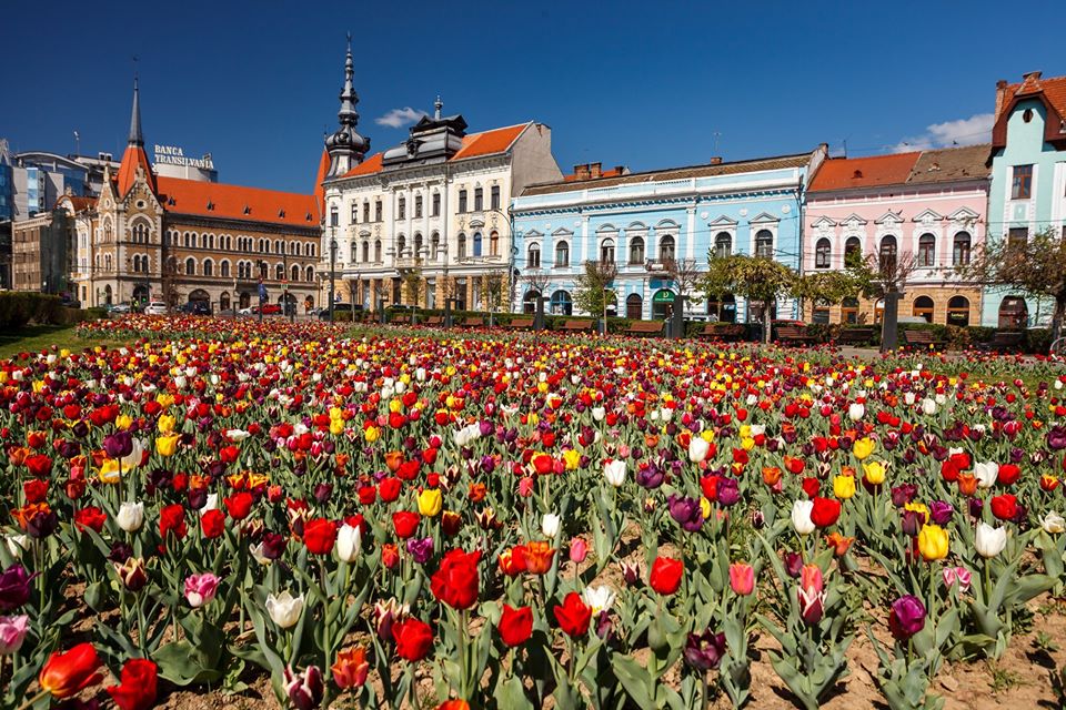 A venit Olanda în Transilvania
