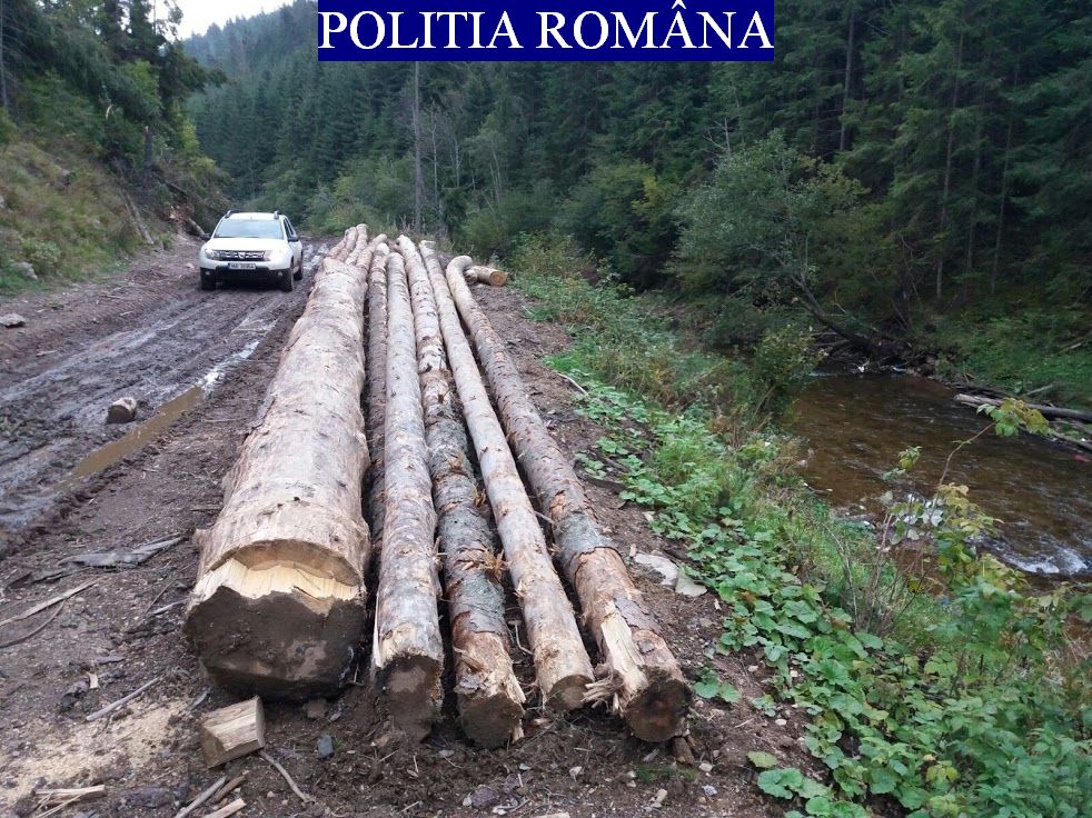 Lemne în valoare de 16.000 de lei
