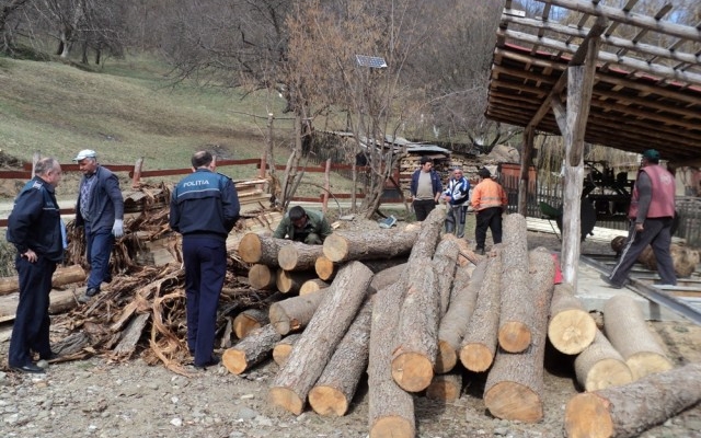 trei-barbati-retinuti-pentru-trei-arbori-taiati-ilegal-ce-au-gasit-politistii-la-locuintele-lor