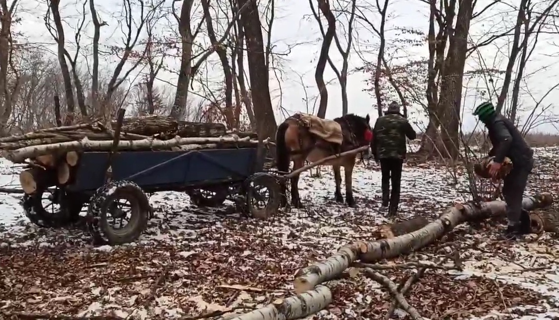 Hoți de lemne