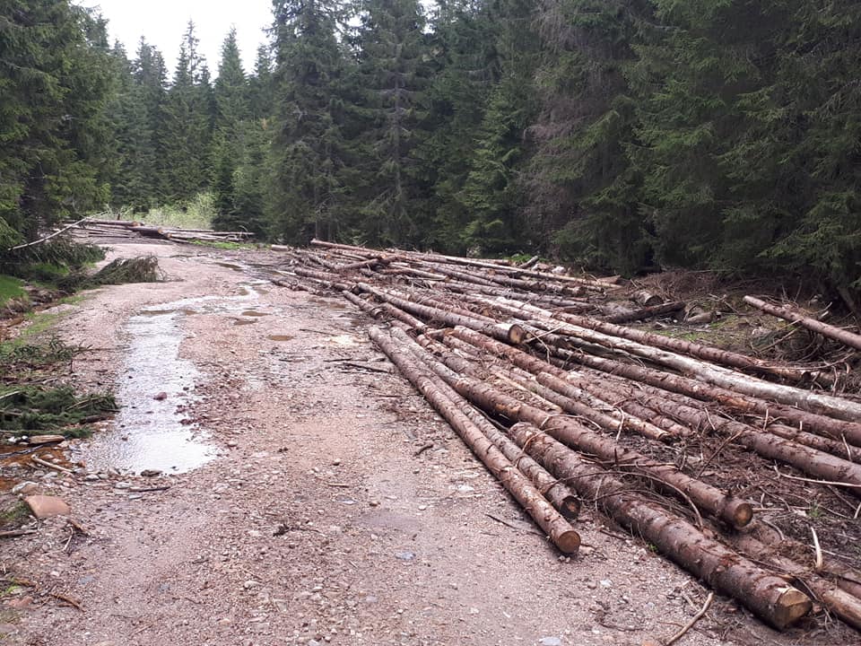 Lupta pentru păduri! GPS pe camioane