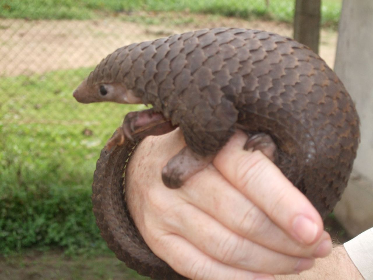 Ce este pangolinul