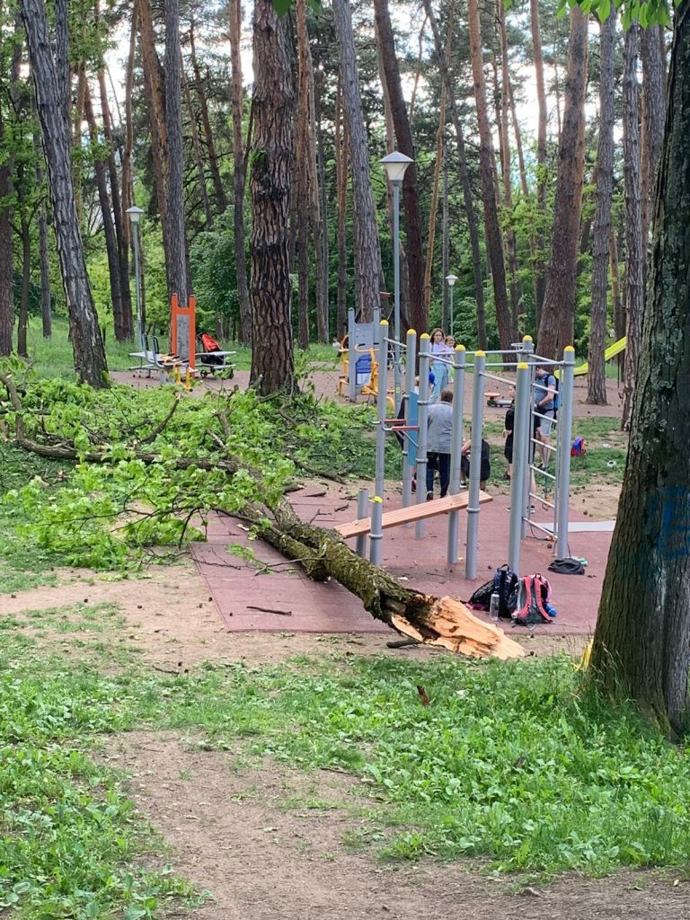 RĂNIT de un copac