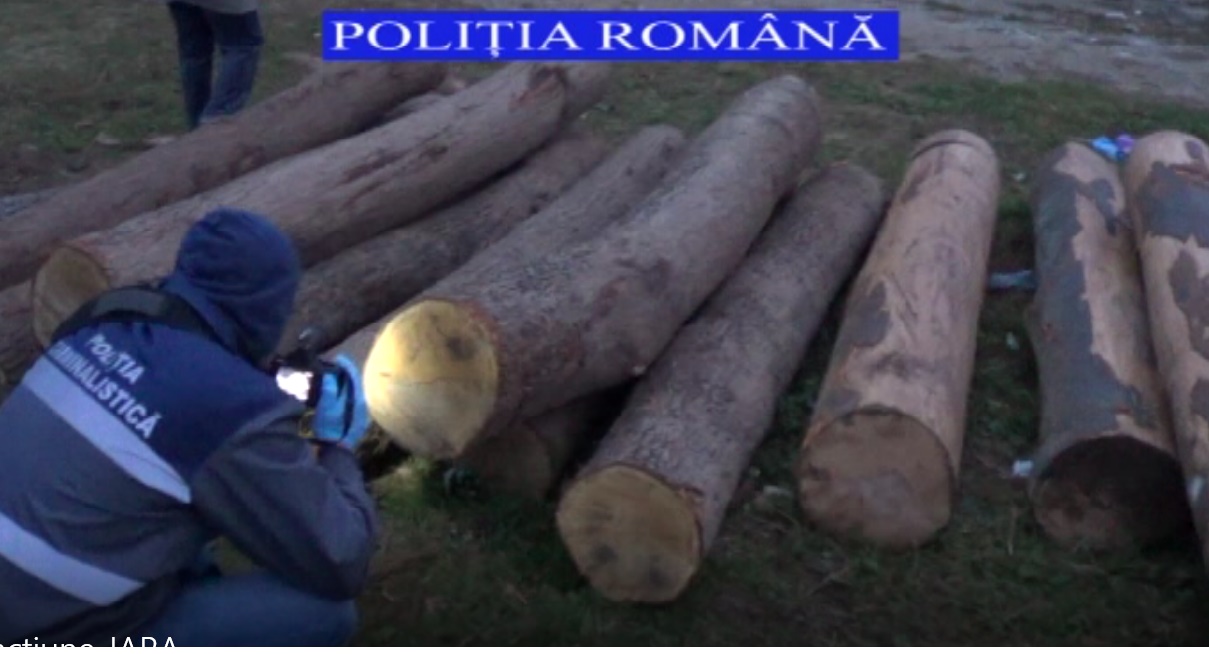 Lemn de peste 22.000 de euro FURAT, timp de un an, dintr-o pădure din Băișoara. Ce au găsit polițiștii la percheziții – VIDEO