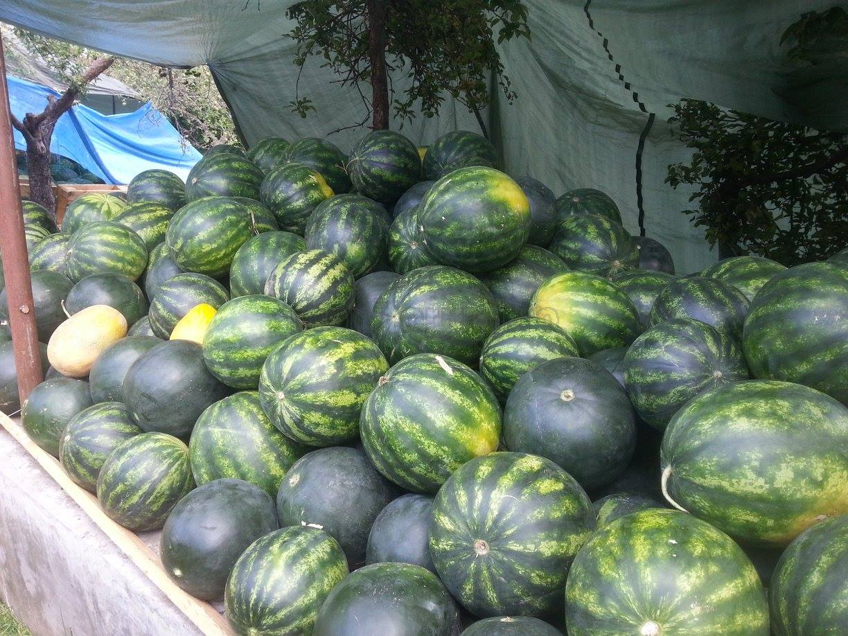 Pepeni aduşi din Oltenia