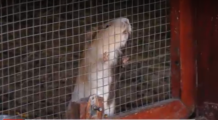 găsit mort de vizitatori. VIDEO