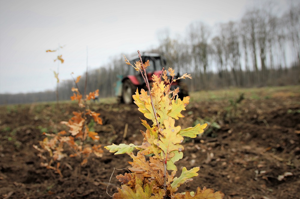 2 miliarde de puieți forestieri plantați în trei decenii
