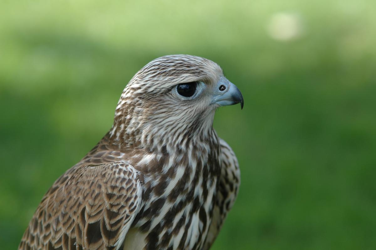 Falconeria