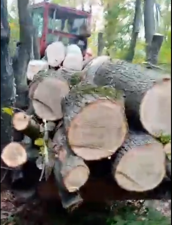 Tăieri ilegale de copaci în pădurea Hoia-Baciu! Un „plâmân verde“ al Clujului dispare încet