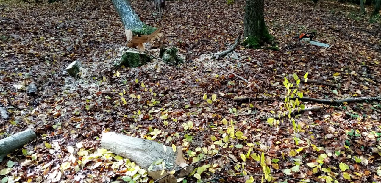 Câți arbori lipsesc din Pădurea Hoia-Baciu