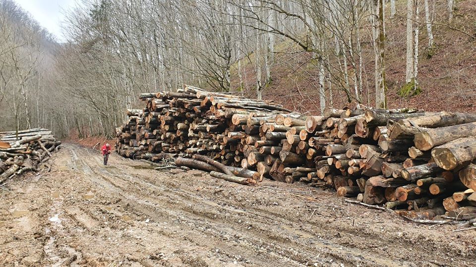 Liber la „măcel” în păduri? Avertisment de la Cluj: Deputații ar putea elimina prevederile legate de protejarea pădurilor din parcurile naționale