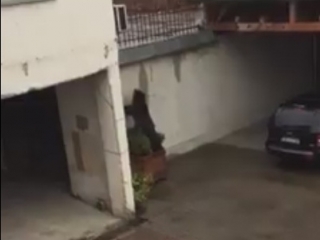 Autorităţile din Sibiu au ucis un urs care s-a plimbat prin centrul oraşului