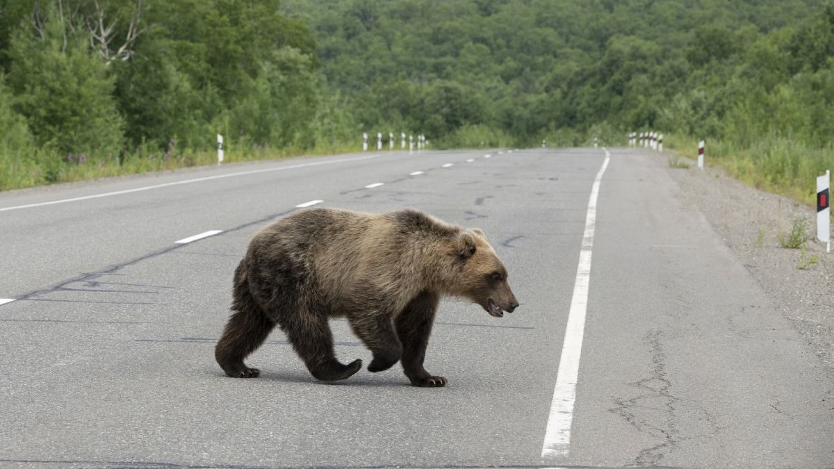 chiar pe ulița din centru