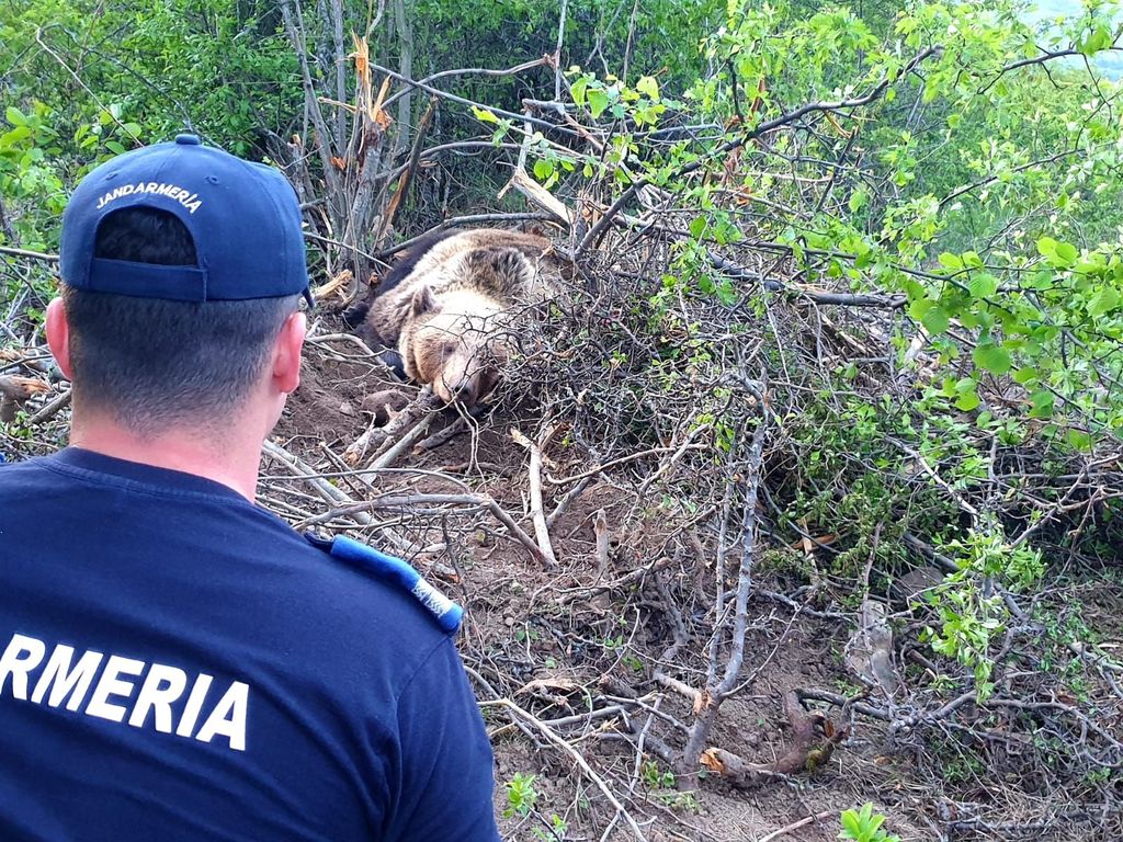 Ursoaică cu doi pui